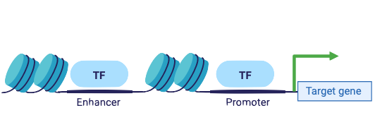 Responsive image